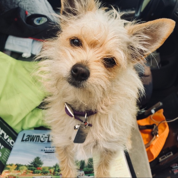 Meet your Posher, Christine and Bridgette🐾 - Picture 4 of 16